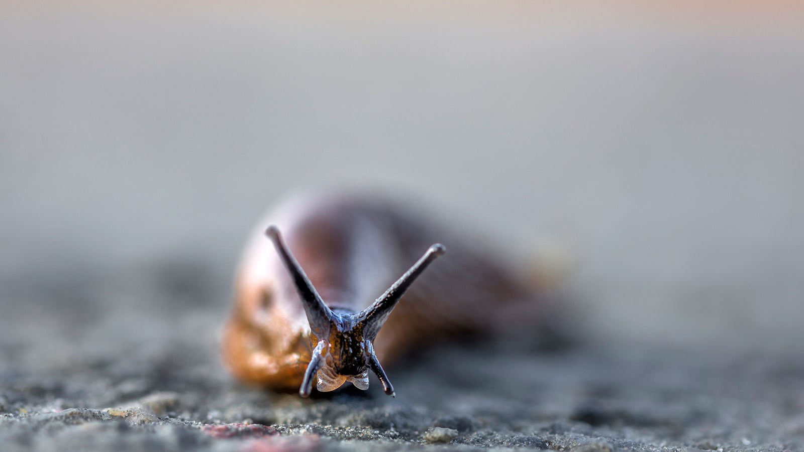 Superschnecke lässt HobbyGärtner verzweifeln Videos from The Weather